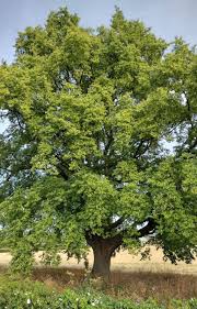 Attēlu rezultāti vaicājumam “Tilia cordata”