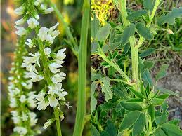 Attēlu rezultāti vaicājumam “Melilotus wolgicus”