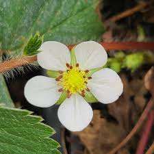 Attēlu rezultāti vaicājumam “Fragaria vesca flower”