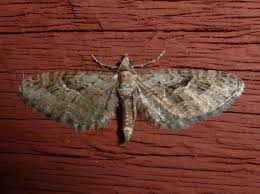 Attēlu rezultāti vaicājumam “Eupithecia pusillata”