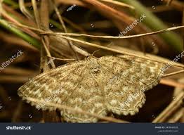 Attēlu rezultāti vaicājumam “Ematurga atomaria”