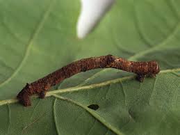 Attēlu rezultāti vaicājumam “Hypomecis roboraria”