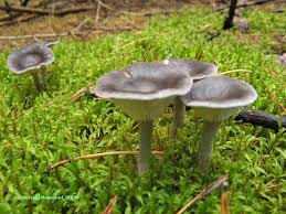 Attēlu rezultāti vaicājumam “Cantharellula umbonata”