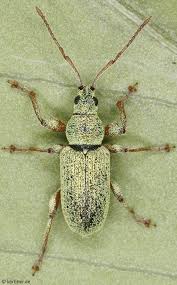 Attēlu rezultāti vaicājumam “Phyllobius”