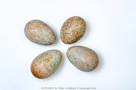 Attēlu rezultāti vaicājumam “Turdus merula eggs”