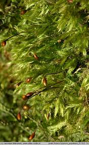 Attēlu rezultāti vaicājumam “Sciuro-hypnum curtum”