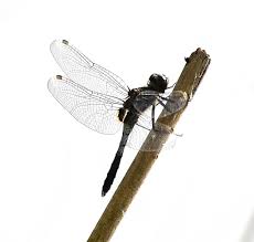 Attēlu rezultāti vaicājumam “Leucorrhinia caudalis male”