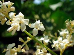 Attēlu rezultāti vaicājumam “Syringa reticulata subsp. amurensis flower”