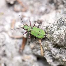 Attēlu rezultāti vaicājumam “Cicindela sylvatica”