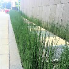 Attēlu rezultāti vaicājumam “Equisetum hyemale”