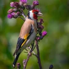 Attēlu rezultāti vaicājumam “Carduelis carduelis”