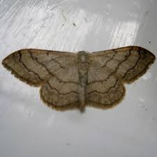 Attēlu rezultāti vaicājumam “Idaea straminata”