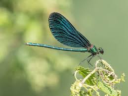 Attēlu rezultāti vaicājumam “Calopteryx virgo female”