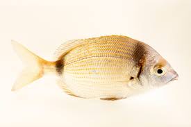 Image result for Diplodus vulgaris