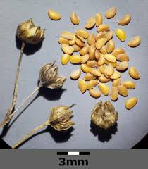 Attēlu rezultāti vaicājumam “Linum catharticum flower”