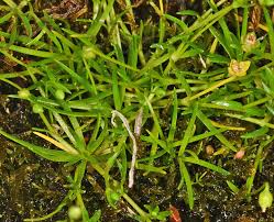 Attēlu rezultāti vaicājumam “Sagina procumbens fruit”