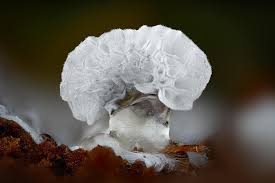 Attēlu rezultāti vaicājumam “Ceratiomyxa morchella spores”