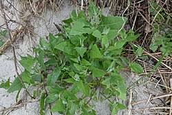 Attēlu rezultāti vaicājumam “Atriplex calotheca”