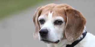 Afbeeldingsresultaat voor honden