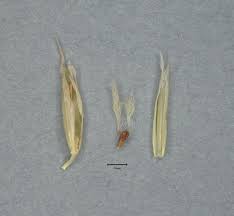 Attēlu rezultāti vaicājumam “Enteridium liceoides young”