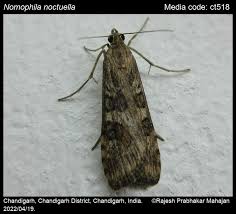 Attēlu rezultāti vaicājumam “Nomophila noctuella”