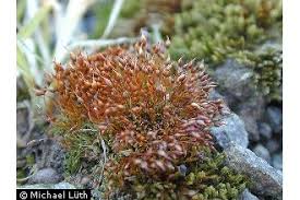 Attēlu rezultāti vaicājumam “Pottiales”