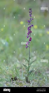 Attēlu rezultāti vaicājumam “Epipactis atrorubens leaf”