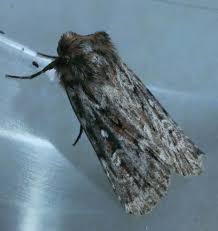 Attēlu rezultāti vaicājumam “Lycophotia porphyrea”