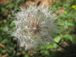 Attēlu rezultāti vaicājumam “Hypochaeris radicata fruit”