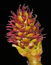 Attēlu rezultāti vaicājumam “Alnus incana female flower”