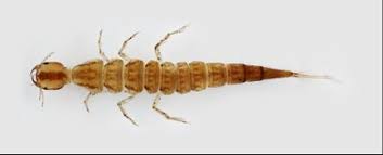 Attēlu rezultāti vaicājumam “Coleoptera”