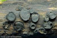 Attēlu rezultāti vaicājumam “Biscogniauxia marginata”