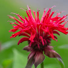 Image result for Monarda didyma