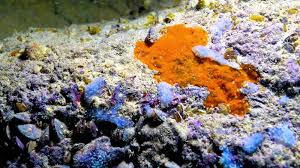 Attēlu rezultāti vaicājumam “Spongia”