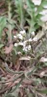 Attēlu rezultāti vaicājumam “Capsella bursa-pastoris flower”