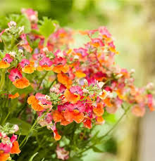 Image result for Elfenspiegel