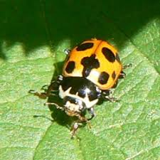 Attēlu rezultāti vaicājumam “Hippodamia notata”