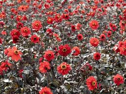 Image result for Dahlia x pinnata `Redskin`
