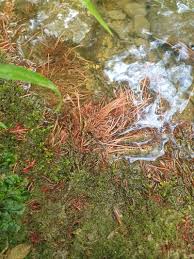 Attēlu rezultāti vaicājumam “Myriophyllum alterniflorum”