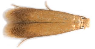 Attēlu rezultāti vaicājumam “Tischeria ekebladella”