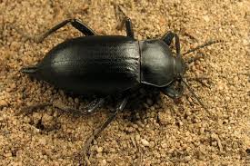 Attēlu rezultāti vaicājumam “Blaps mortisaga”