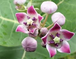 Attēlu rezultāti vaicājumam “Asclepiadaceae”