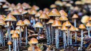 Attēlu rezultāti vaicājumam “Psilocybe sp.”