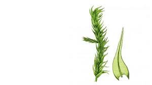 Attēlu rezultāti vaicājumam “Anomodon longifolius”