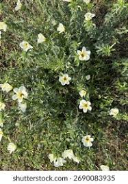 Attēlu rezultāti vaicājumam “Alnus incana female flower”