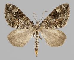 Attēlu rezultāti vaicājumam “Thera variata”