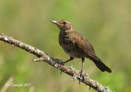 Attēlu rezultāti vaicājumam “Turdus merula juvenile”