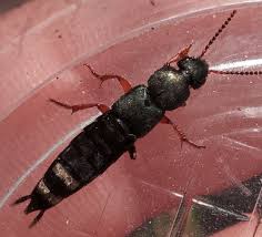 Attēlu rezultāti vaicājumam “Platydracus fulvipes”