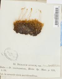 Attēlu rezultāti vaicājumam “Dicranum spurium”