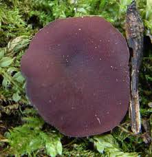 Attēlu rezultāti vaicājumam “Ascocoryne cylichnium”